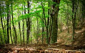 Capitale Naturale, un Valore fondamentale dello Stato