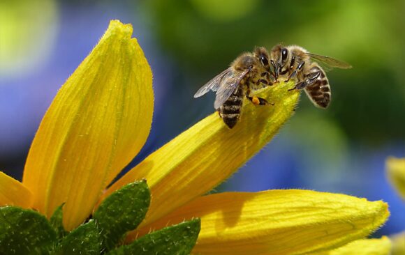 Salvare gli impollinatori, tu cosa aspetti?