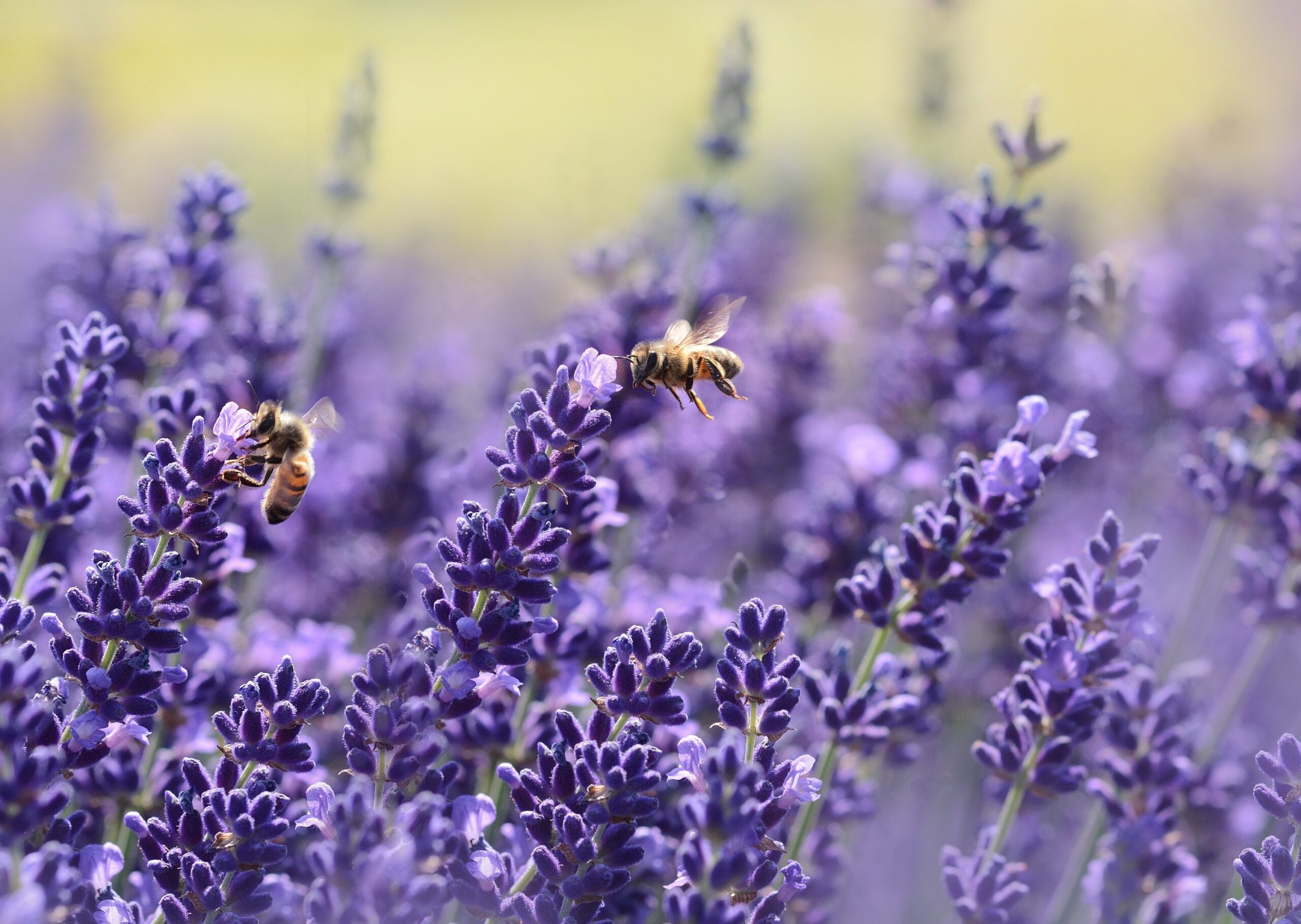 Difesa della biodiversità vegetale