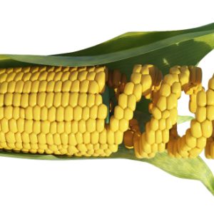 Aprire agli OGM è il suicidio dell’agroalimentare italiano