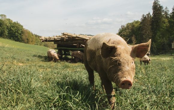 Peste suina, stop immediato a caccia e attività agro-silvo-pastorali