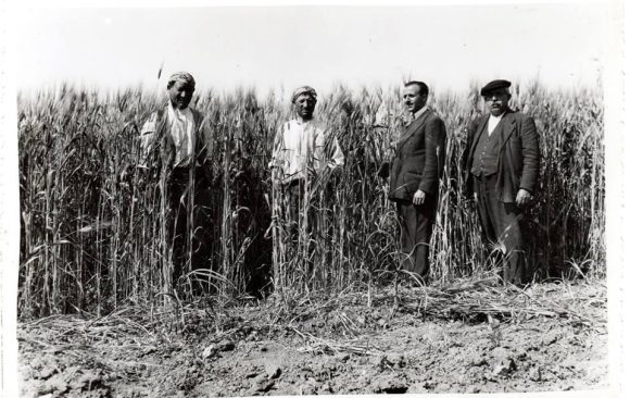 La battaglia del grano